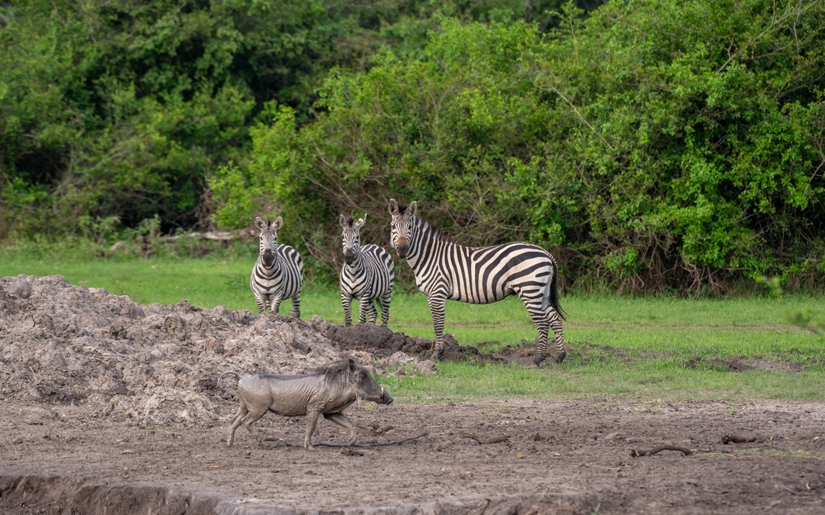 A photograph of three zebras and a warthog captured in Lake Mburo National Park in Nyabushozi County, Kiruhura District in Uganda.