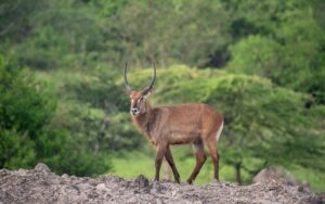 A photograph of an adult male waterbuck captured during a game drive in Lake Mburo National Park in Nyabushozi County, Kiruhura District in Uganda.