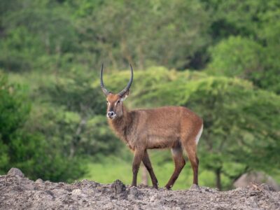 A photograph of an adult male waterbuck captured during a game drive in Lake Mburo National Park in Nyabushozi County, Kiruhura District in Uganda.