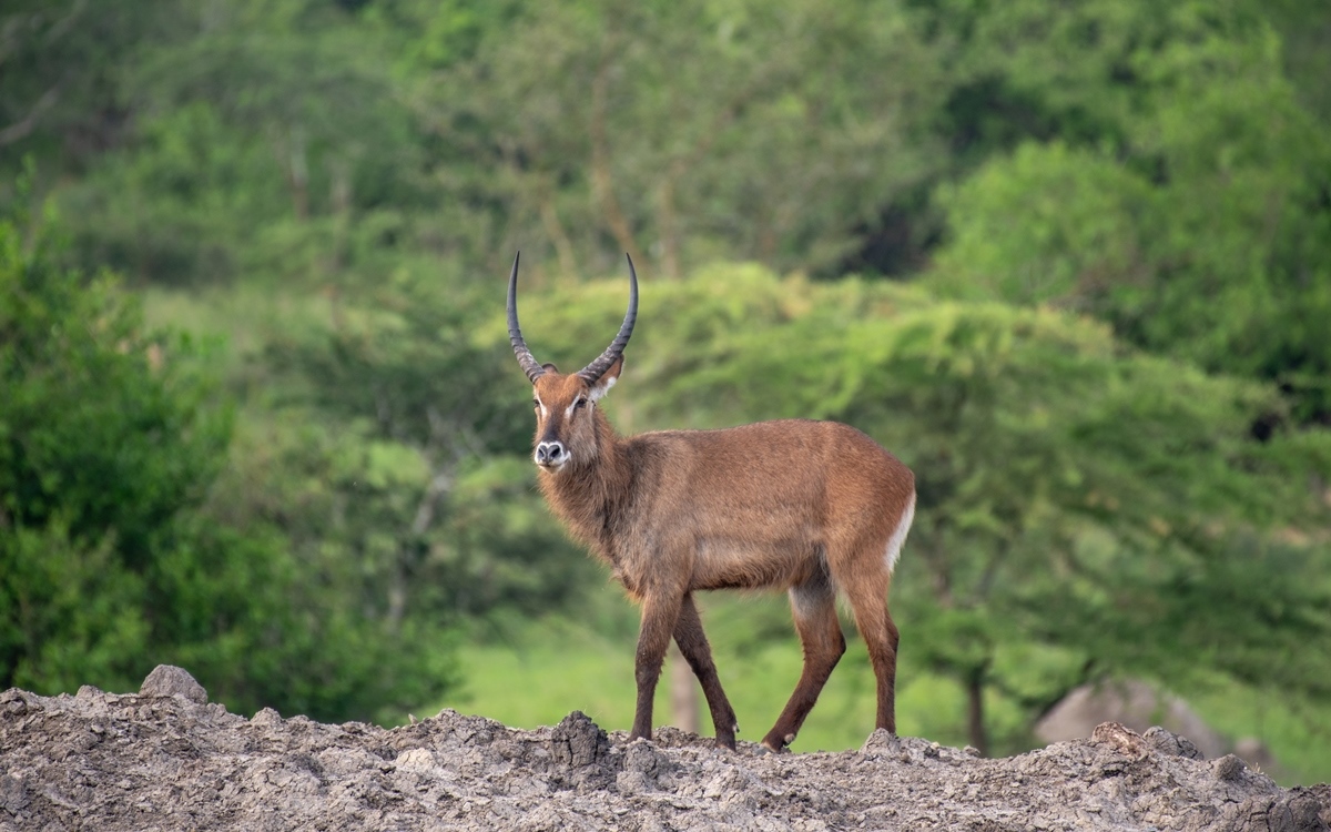 A photograph of an adult male waterbuck captured during a game drive in Lake Mburo National Park in Nyabushozi County, Kiruhura District in Uganda.