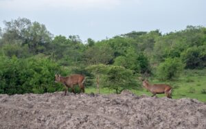 A photograph of a pair of adult male waterbucks captured in Lake Mburo National Park in Nyabushozi County, Kiruhura District in Uganda.
