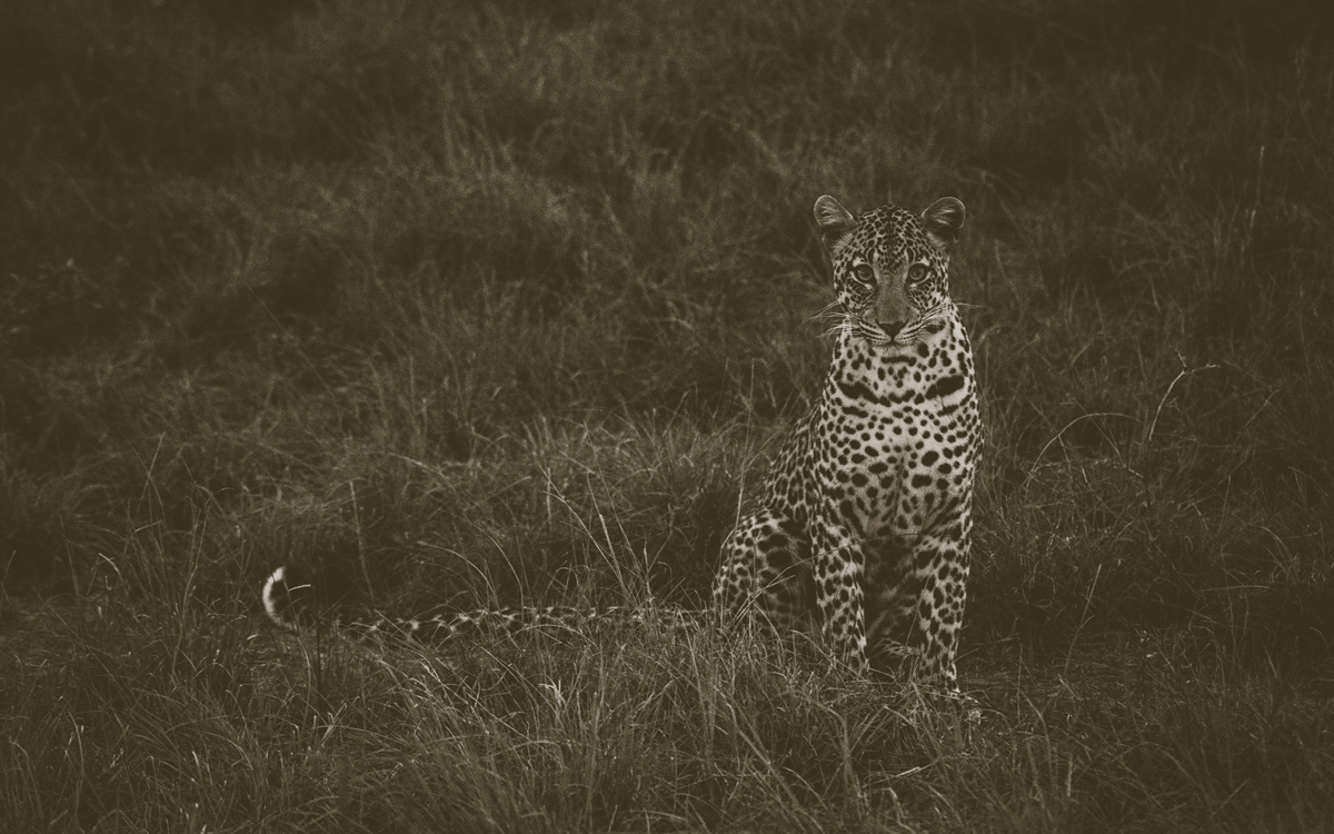 A photograph of a cheetah captured during an evening game drive in Lake Mburo National Park in Nyabushozi County, Kiruhura District in Uganda.