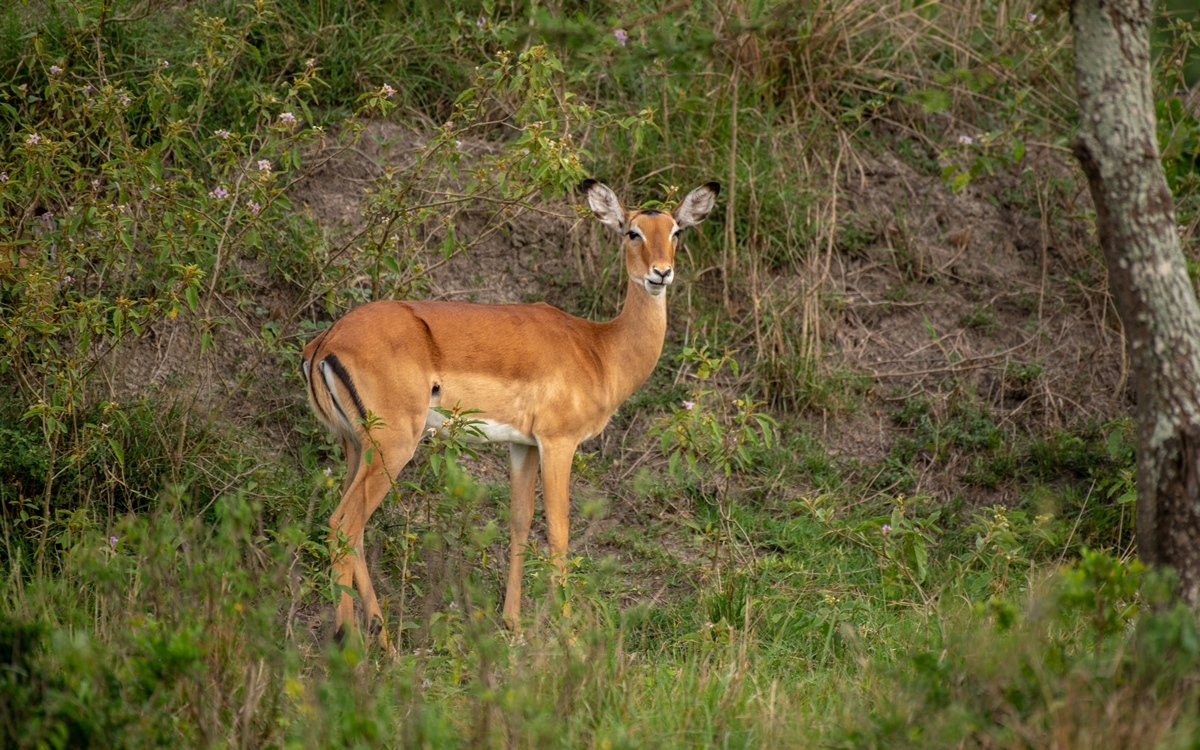 A photograph of a female impala captured in Lake Mburo National Park in Nyabushozi County, Kiruhura District in Uganda.
