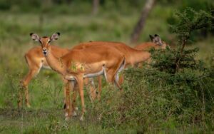 A photograph of a group of female impalas captured in Lake Mburo National Park in Nyabushozi County, Kiruhura District in Uganda.