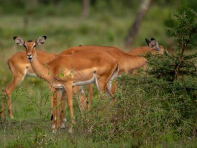 A photograph of a group of female impalas captured in Lake Mburo National Park in Nyabushozi County, Kiruhura District in Uganda.