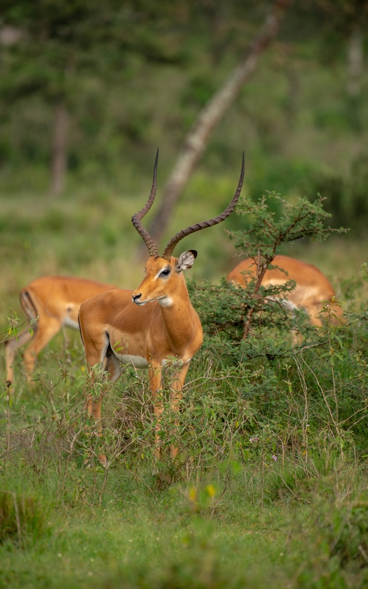 A photograph of three impalas captured in Lake Mburo National Park in Nyabushozi County, Kiruhura District in Uganda.