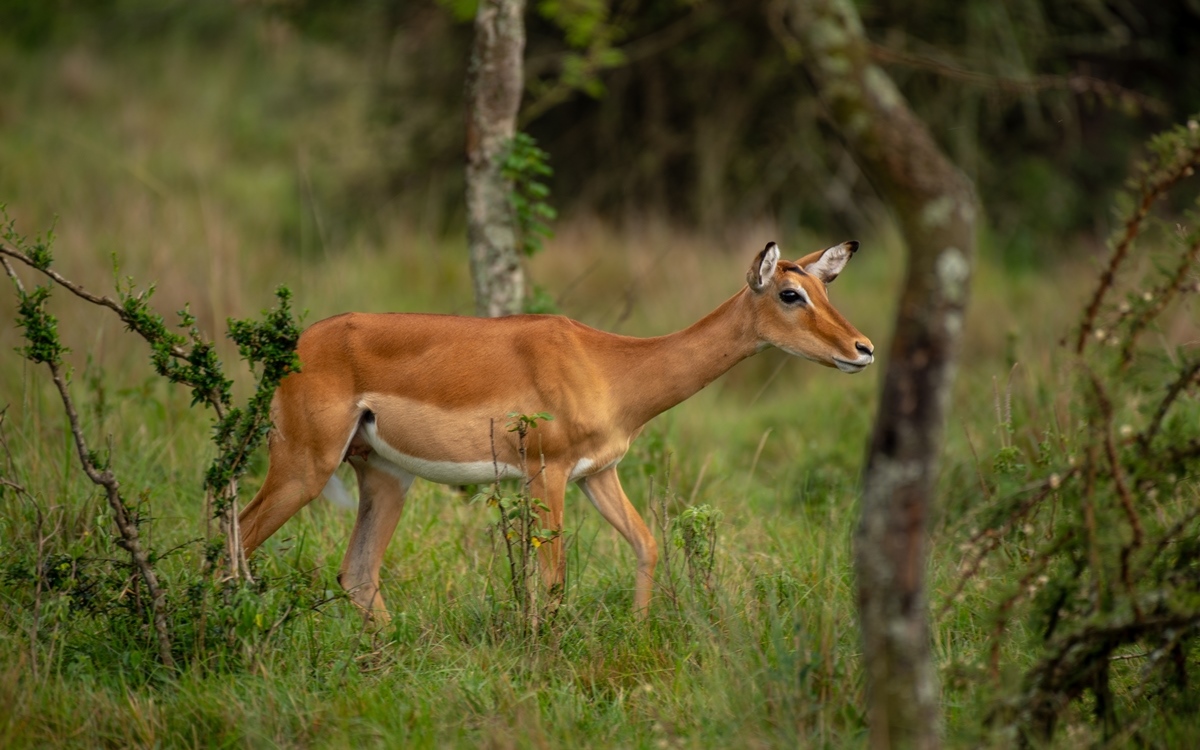 A photograph of a female impala captured in Lake Mburo National Park in Nyabushozi County, Kiruhura District in Uganda.