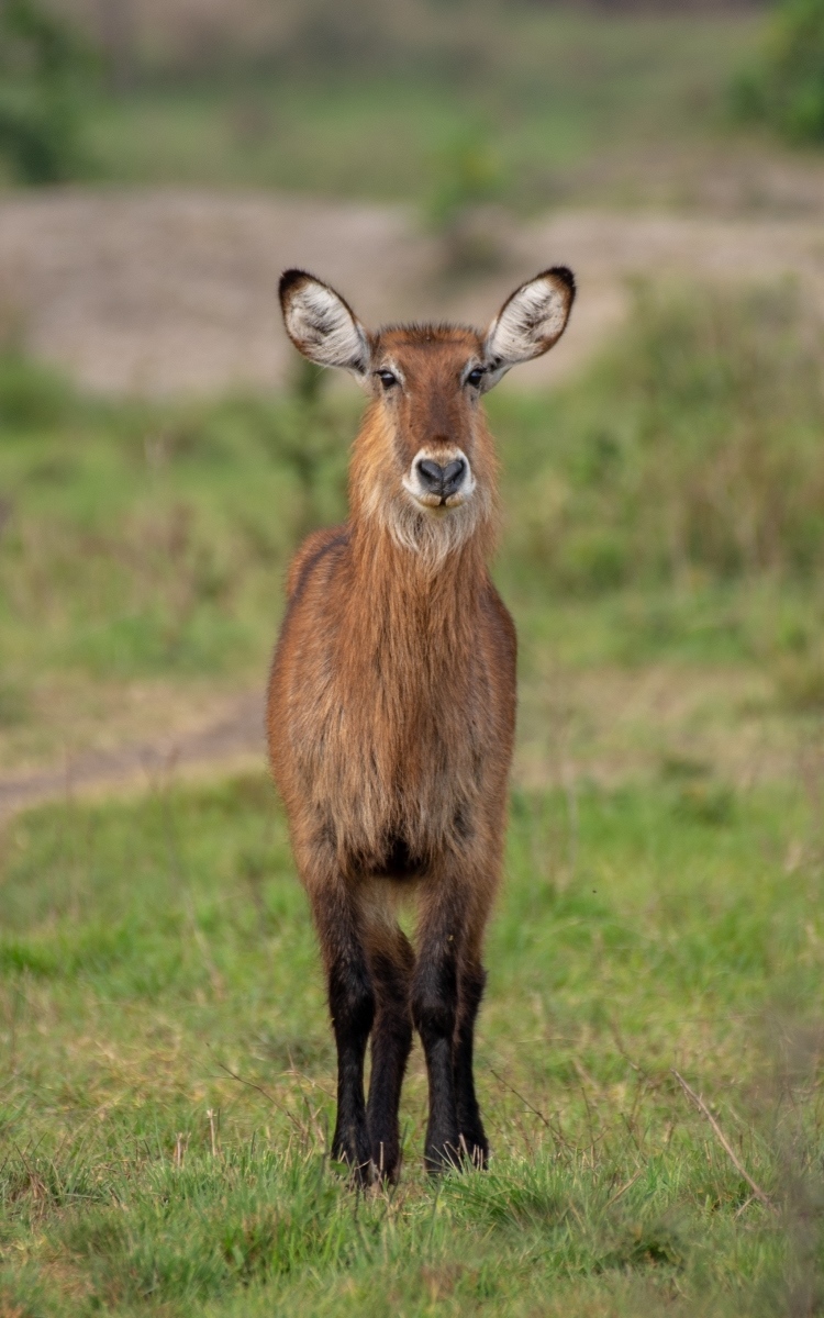 A photograph of a young male waterbuck captured during a game drive in Lake Mburo National Park in Nyabushozi County, Kiruhura District in Uganda.
