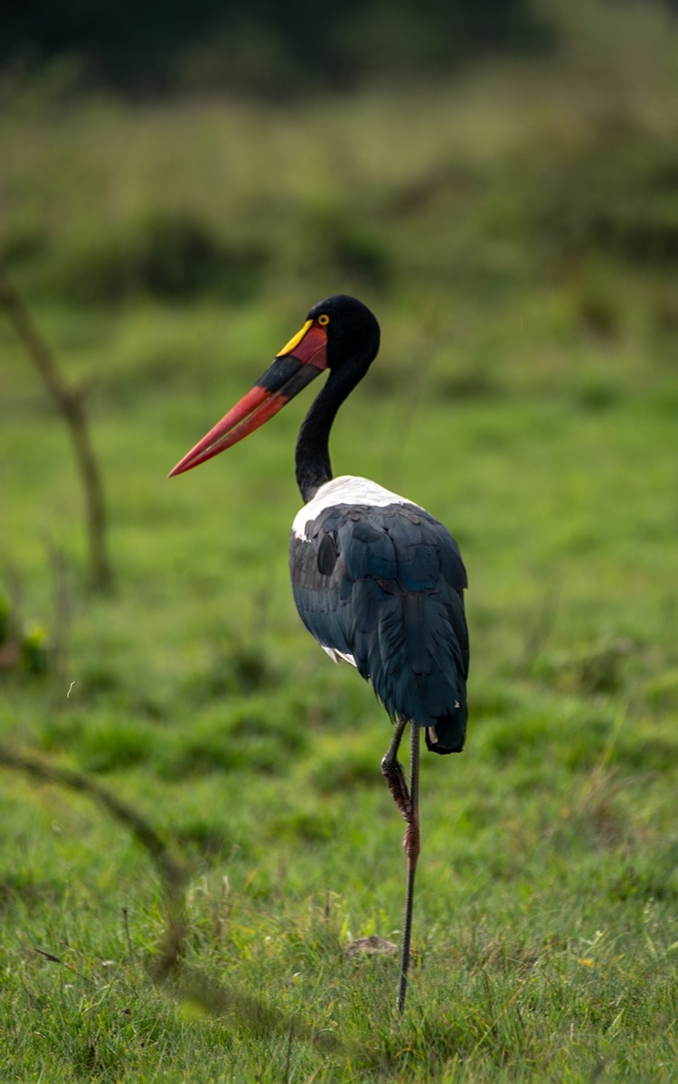 A photograph of a Saddle billed Stork bird seen during a birdwatching game drive in Lake Mburo National Park in Nyabushozi County, Kiruhura District in Uganda.