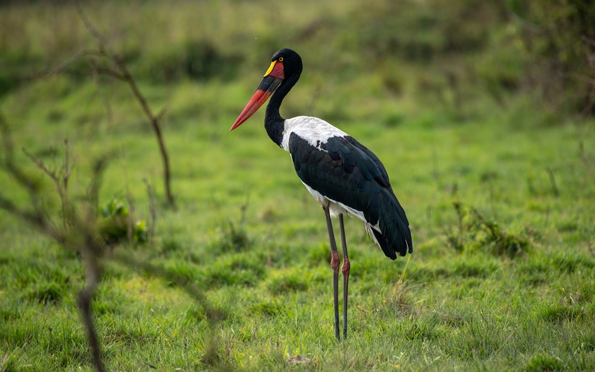 A photograph of a Saddle billed Stork bird seen during a birdwatching game drive in Lake Mburo National Park in Nyabushozi County, Kiruhura District in Uganda.