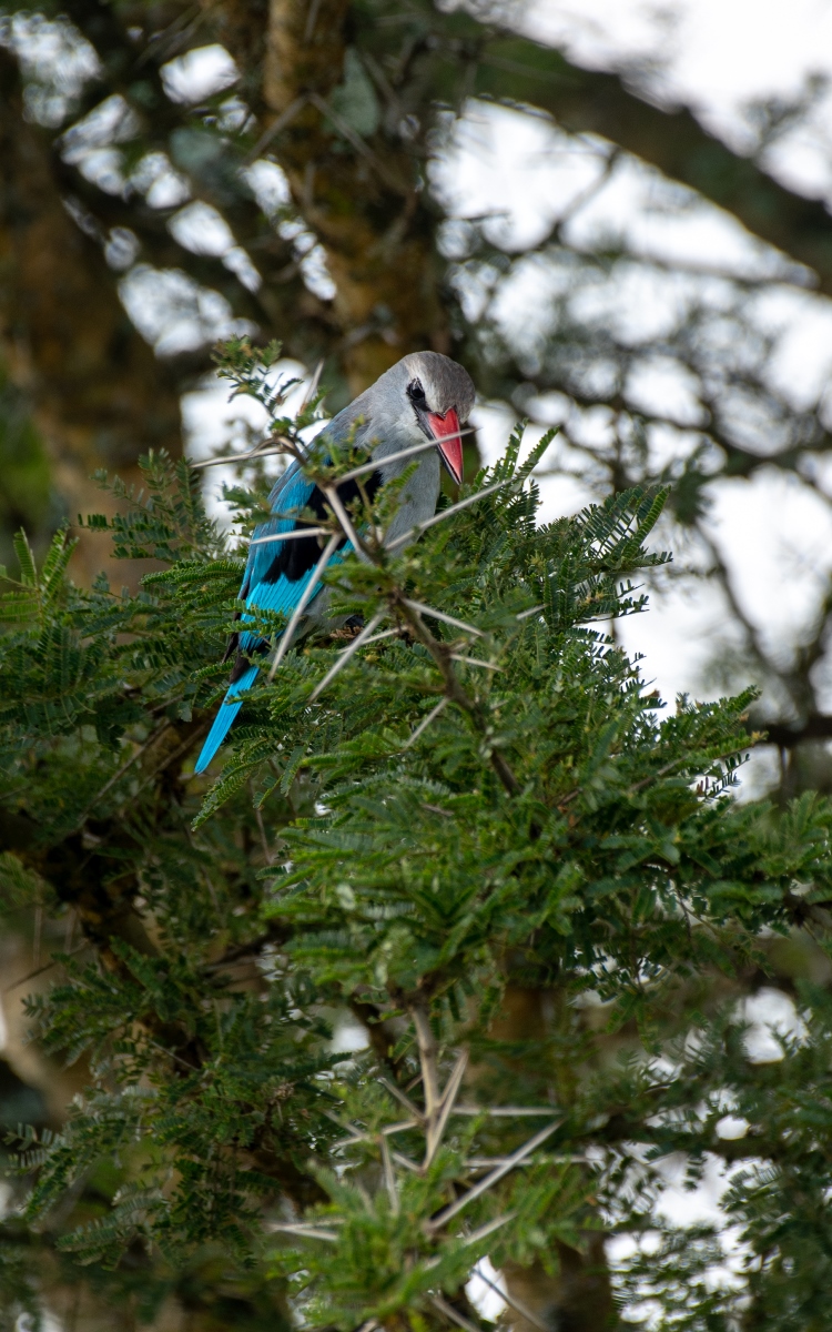 A photograph of a Woodland kingfisher captured during a birdwatching experience in Lake Mburo National Park in Nyabushozi County, Kiruhura District in Uganda.