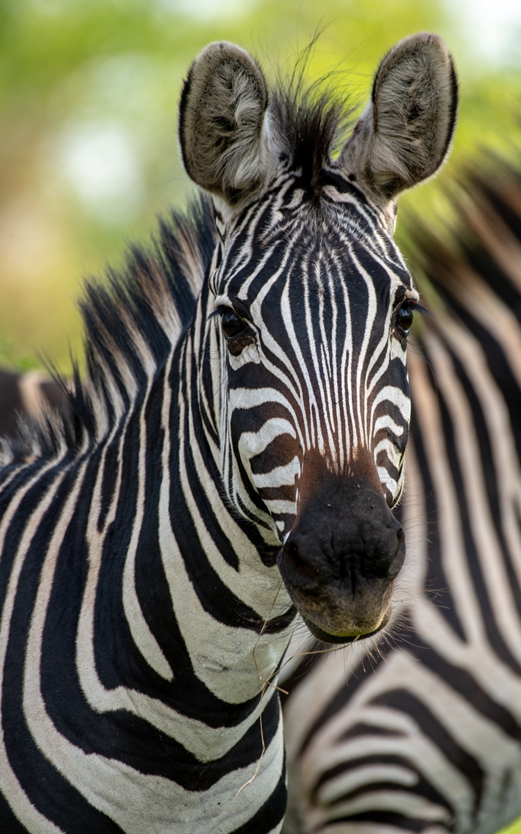 A close-up photograph of a zebra captured during a game drive in Lake Mburo National Park in Nyabushozi County, Kiruhura District in Uganda.