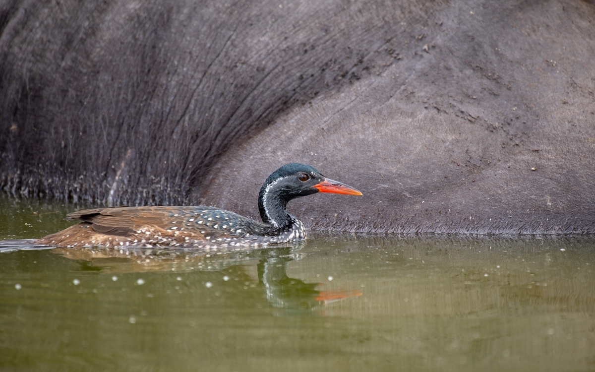 A photograph of an African finfoot bird seen during a game drive in Lake Mburo National Park in Nyabushozi County, Kiruhura District in Uganda.