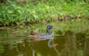 A photograph of an African finfoot bird seen during a game drive in Lake Mburo National Park in Nyabushozi County, Kiruhura District in Uganda.