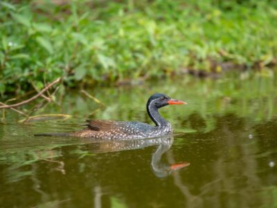 A photograph of an African finfoot bird seen during a game drive in Lake Mburo National Park in Nyabushozi County, Kiruhura District in Uganda.