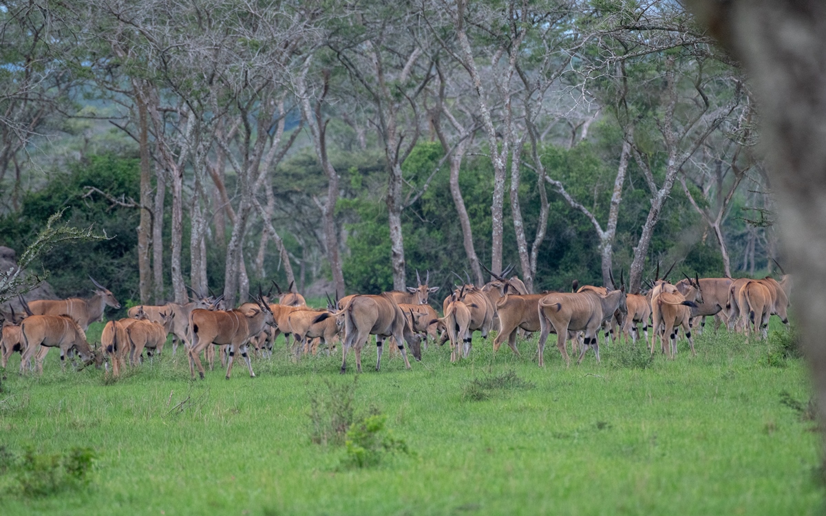 A photograph of a group of elands captured during a game drive in Lake Mburo National Park in Nyabushozi County, Kiruhura District in Uganda.