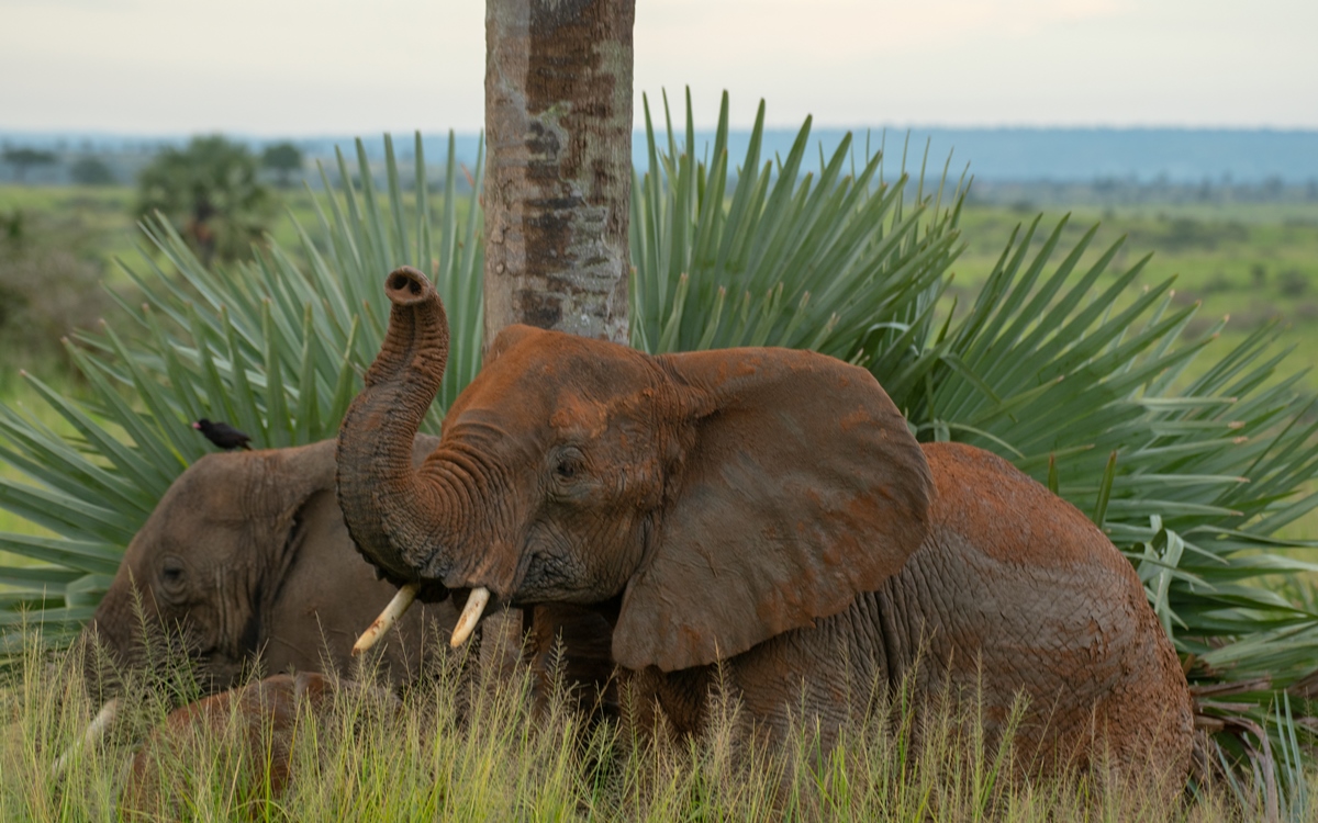 A photo of a pair of African elephants seen on a safari game drive in Murchison Falls National Park in Northern Uganda.