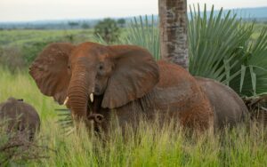 A photo of a pair of African elephants seen on a safari game drive in Murchison Falls National Park in Northern Uganda.