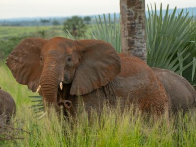 A photo of a pair of African elephants seen on a safari game drive in Murchison Falls National Park in Northern Uganda.