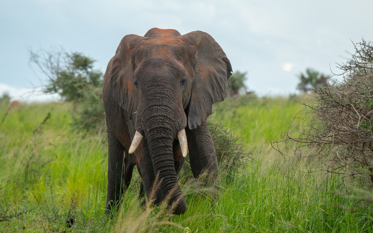 A photo of an African elephant seen on a safari game drive in Murchison Falls National Park in Northern Uganda.