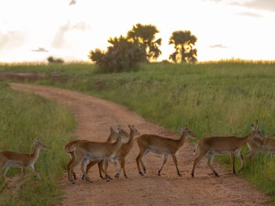 A photo of a herd of Uganda kobs seen on a safari game drive in Murchison Falls National Park in Northern Uganda.