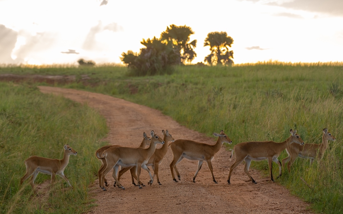 A photo of a herd of Uganda kobs seen on a safari game drive in Murchison Falls National Park in Northern Uganda.