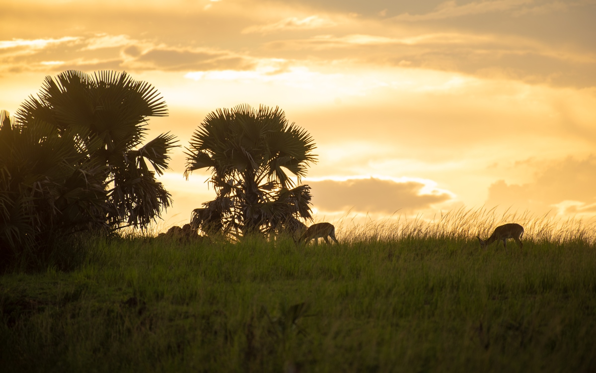 A photo of the African sunset captured on a safari game drive in Murchison Falls National Park in Northern Uganda.