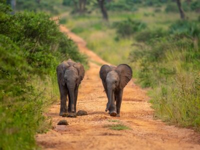 A photo of a pair of female African elephants seen on a safari game drive in Murchison Falls National Park in Northern Uganda.