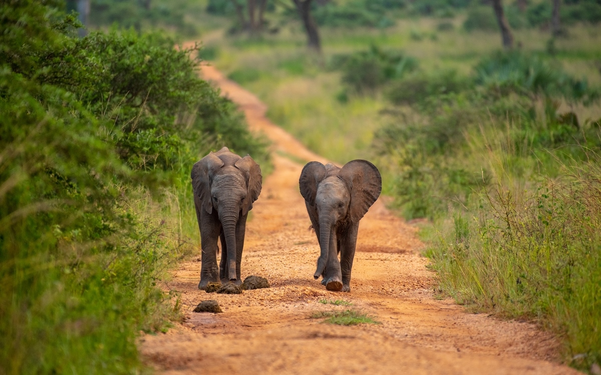 A photo of a pair of female African elephants seen on a safari game drive in Murchison Falls National Park in Northern Uganda.