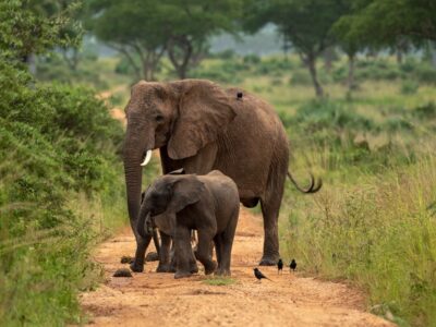 A photo of an adult African elephant with a young one seen on a safari game drive in Murchison Falls National Park in Northern Uganda.