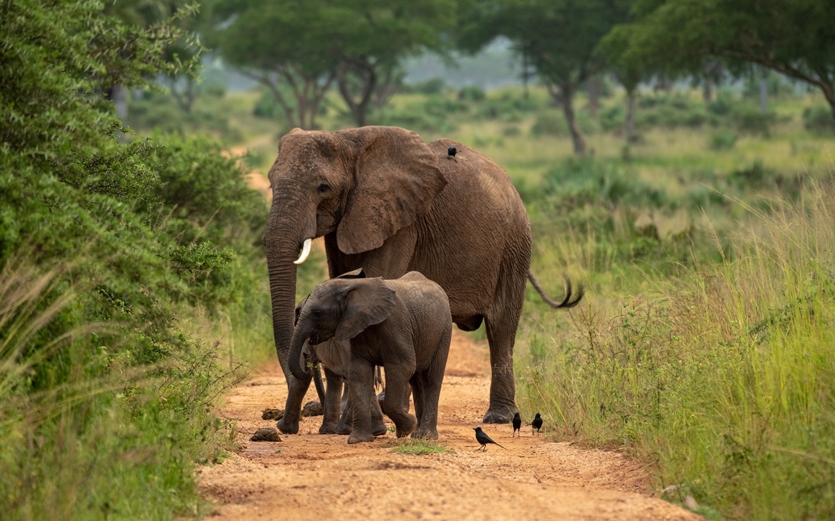 A photo of an adult African elephant with a young one seen on a safari game drive in Murchison Falls National Park in Northern Uganda.