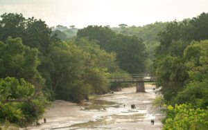 A photo of the bridge captured in Murchison Falls National Park in Northern Uganda.