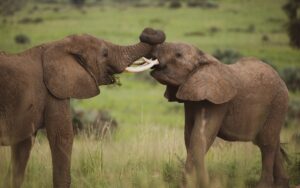 A photo of a pair of male African elephants seen on a safari game drive in Murchison Falls National Park in Northern Uganda.