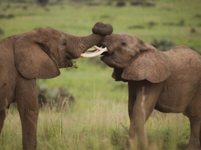 A photo of a pair of male African elephants seen on a safari game drive in Murchison Falls National Park in Northern Uganda.