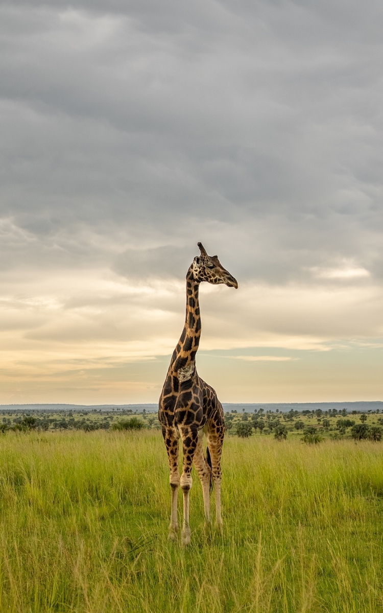 A photo of an African giraffe seen on a safari game drive in Murchison Falls National Park in Northern Uganda.