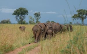 A photo of a herd of African elephants seen on a safari game drive in Murchison Falls National Park in Northern Uganda.