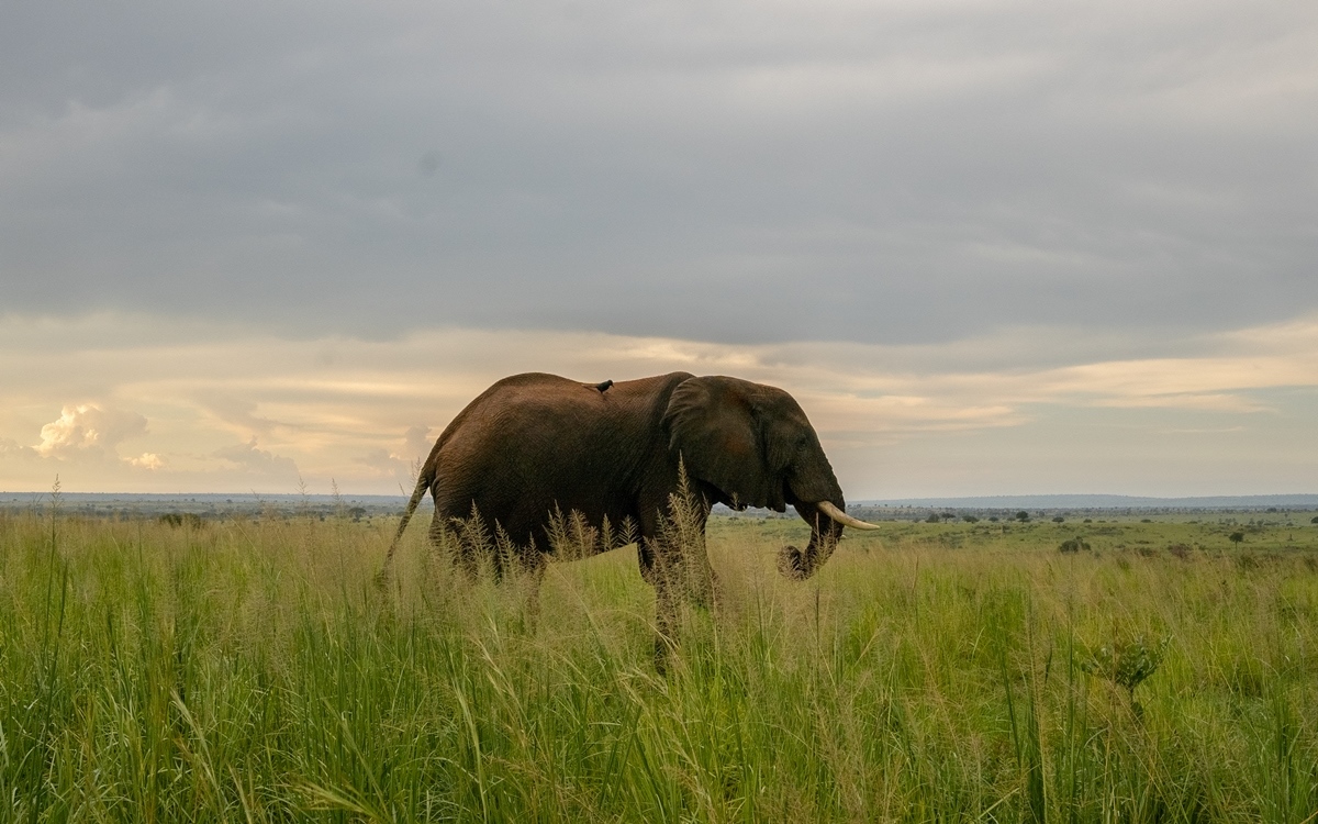 A photo of an African elephant seen on a safari game drive in Murchison Falls National Park in Northern Uganda.