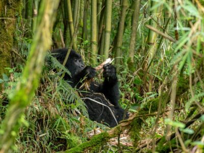 A photograph of an adult Mountain Gorilla feeding on Bamboo captured during gorilla tracking tour in Mgahinga Gorilla National park located in Kisoro district in South Western Uganda