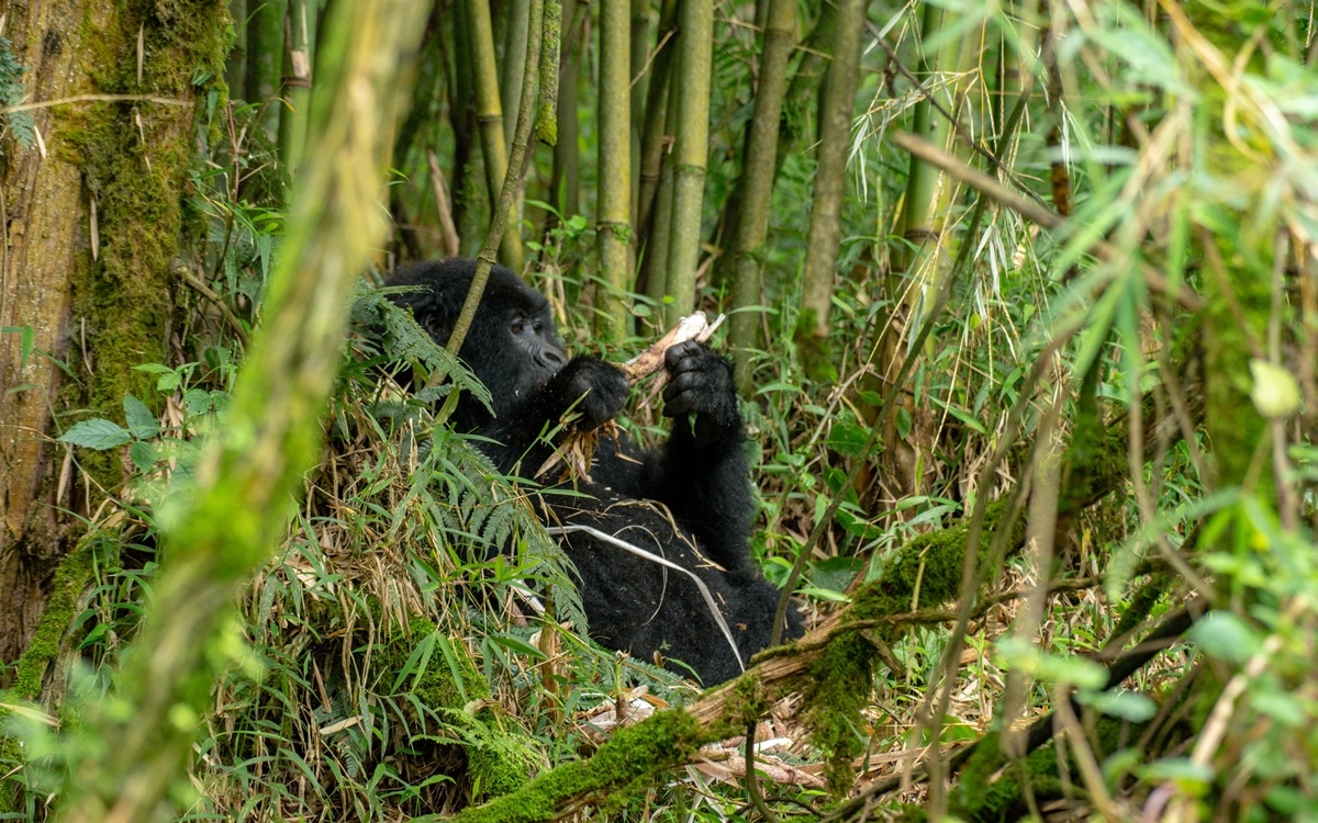 A photograph of an adult Mountain Gorilla feeding on Bamboo captured during gorilla tracking tour in Mgahinga Gorilla National park located in Kisoro district in South Western Uganda