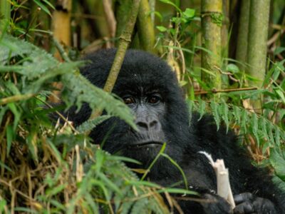 A close-up photograph of an adult Mountain Gorilla feeding on Bamboo captured during gorilla tracking tour in Mgahinga Gorilla National park located in Kisoro district in South Western Uganda