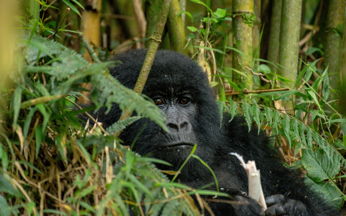 A close-up photograph of an adult Mountain Gorilla feeding on Bamboo captured during gorilla tracking tour in Mgahinga Gorilla National park located in Kisoro district in South Western Uganda