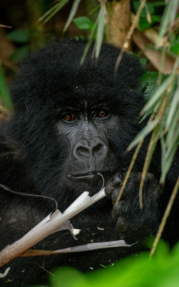 A close-up photograph of an adult African Gorilla chewing on bamboo sticks captured in Mgahinga Gorilla National Park in South-Western Uganda.