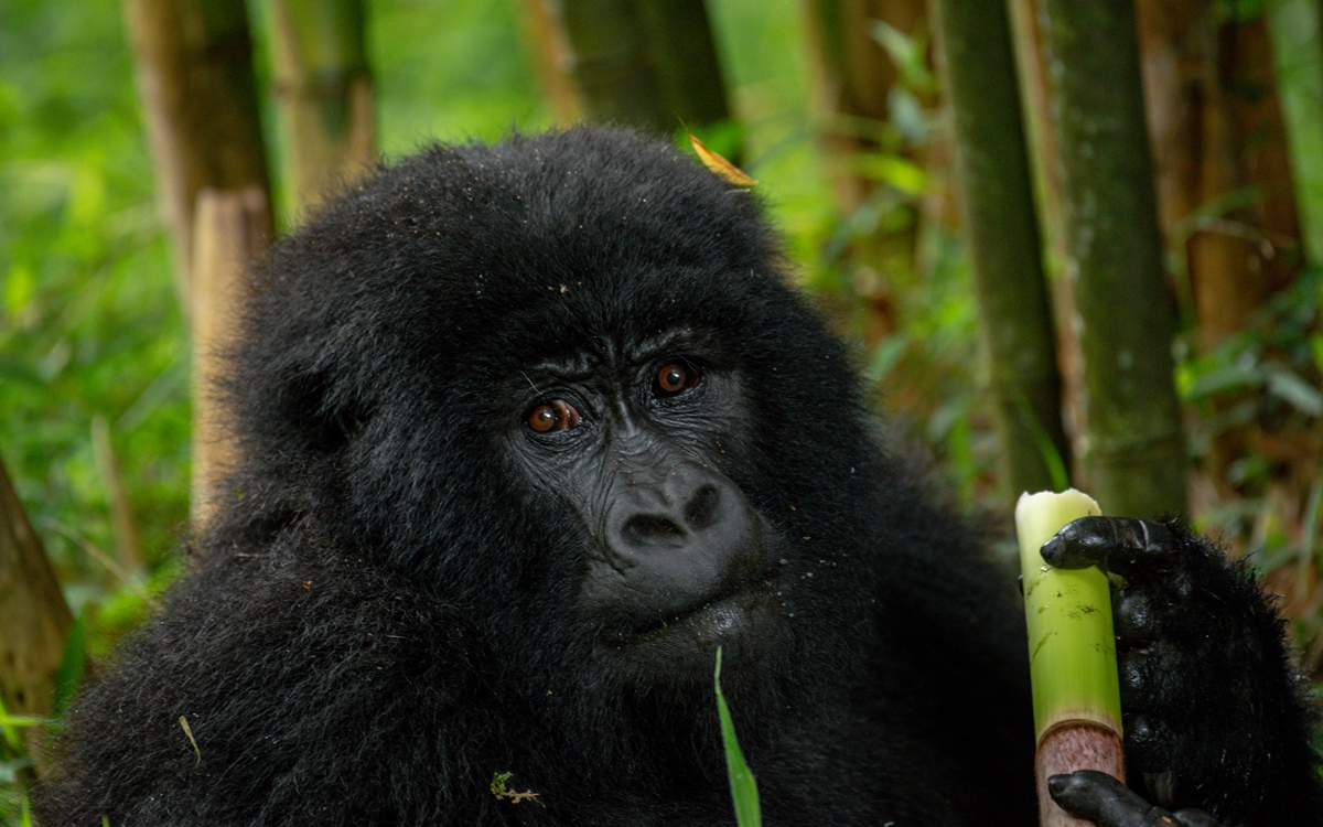 A close-up photograph of an adult African Gorilla chewing on bamboo sticks captured during Gorilla trekking in Mgahinga Gorilla National Park in South-Western Uganda.