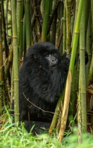 A photograph of an adult African Gorilla captured during Gorilla trekking in Mgahinga Gorilla National Park in South-Western Uganda.