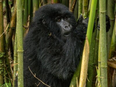 A photograph of an adult African Gorilla captured during Gorilla trekking in Mgahinga Gorilla National Park in South-Western Uganda.