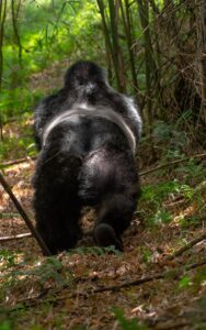 A photograph of a Silverback gorilla captured during gorilla trekking in Mgahinga Gorilla National Park in South-Western Uganda.