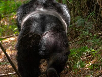 A photograph of a Silverback gorilla captured during gorilla trekking in Mgahinga Gorilla National Park in South-Western Uganda.