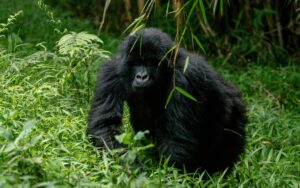 A photograph of an adult gorilla captured during gorilla trekking in Mgahinga Gorilla National Park in South-Western Uganda.