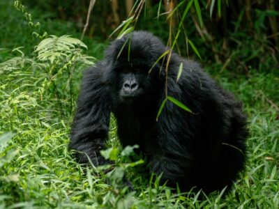 A photograph of an adult gorilla captured during gorilla trekking in Mgahinga Gorilla National Park in South-Western Uganda.