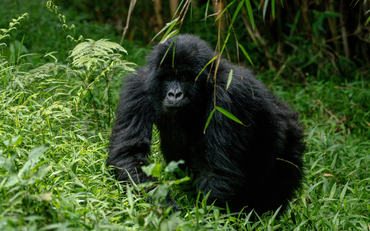 A photograph of an adult gorilla captured during gorilla trekking in Mgahinga Gorilla National Park in South-Western Uganda.
